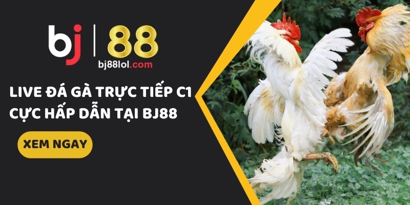 đá gà trực tiếp c1