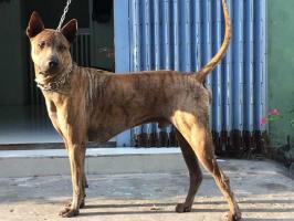 Đặc điểm chó Phú Quốc thuần chủng