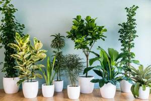 Địa chỉ bán cây cảnh, tiểu cảnh uy tín nhất Bắc Ninh