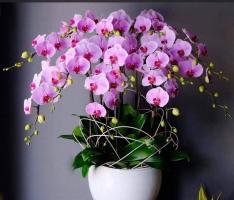 Loại hoa lan hồ điệp phổ biến nhất hiện nay
