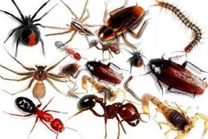 Loài côn trùng độc nhất Việt Nam bạn cần biết