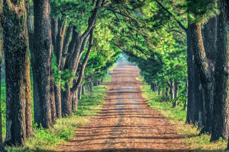 Bài văn phân tích tác phẩm 