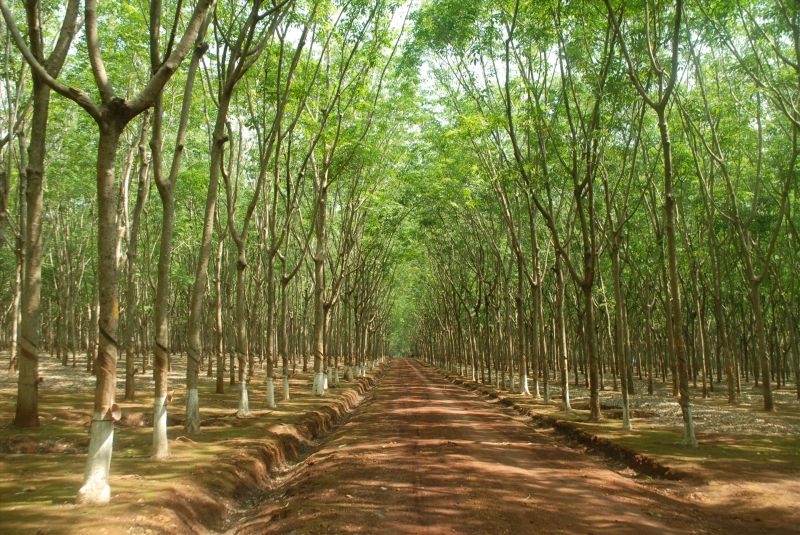 Bài văn phân tích tác phẩm 