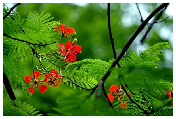 Về Thăm Lại Trường Xưa