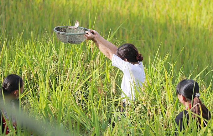 Nhiều khách du lịch thích thú trải nghiệm cảm giác bắt cá giữa cánh đồng lúa đang thì chín vàng ruộm