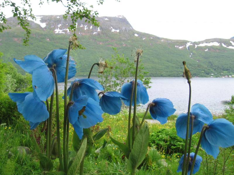 Hoa Poppy xanh - Quốc hoa của Bhutan