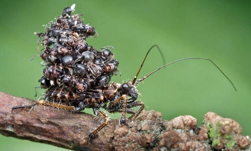 Bọ sát thủ