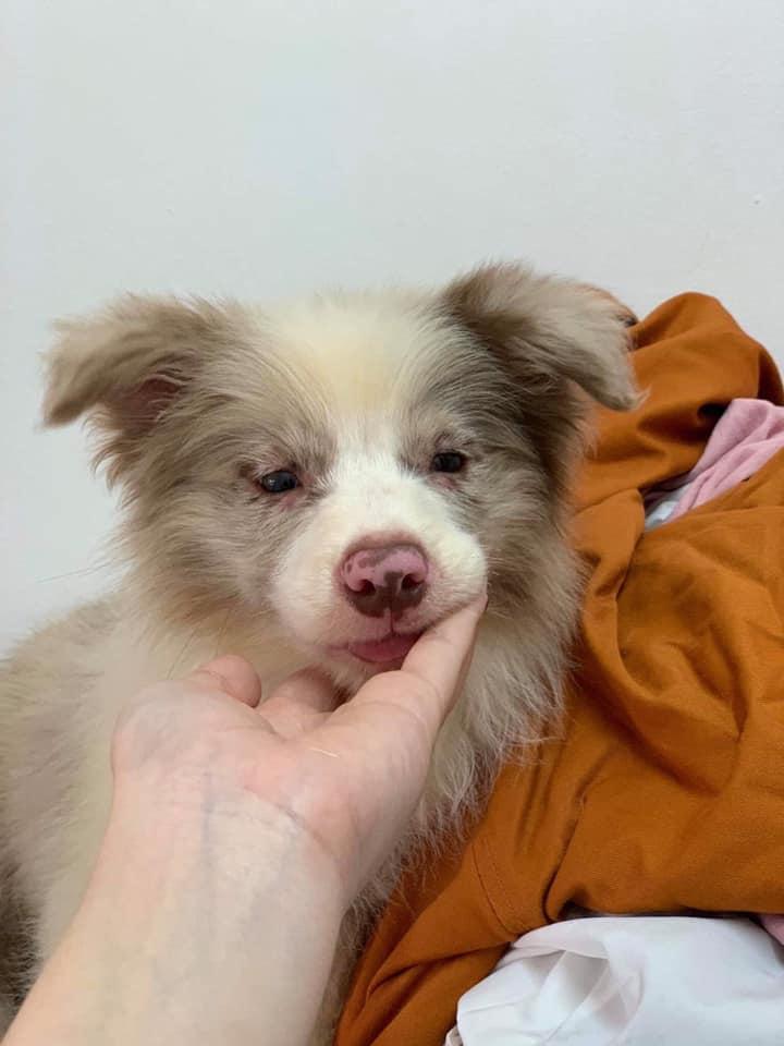 Border Collie Việt Nam (Ha Nguyen Manh Border Collie)