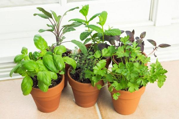 Thảo mộc và rau gia vị