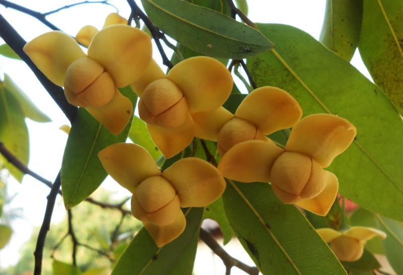 Hoa Rumdul - Quốc hoa của Campuchia