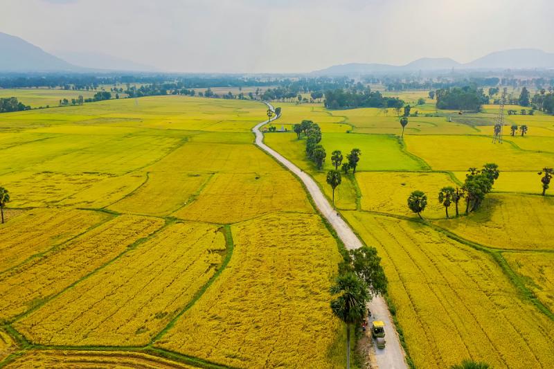 Ruộng Bình Dương