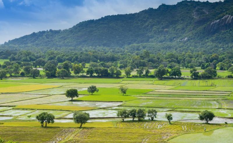 Cánh đồng bao la