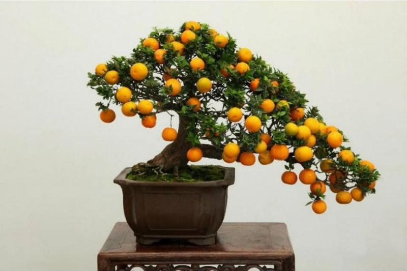 Cây quất cảnh