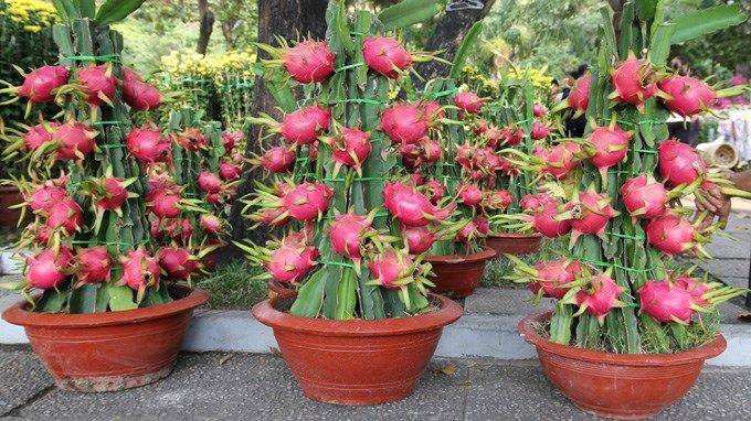 Thăng long là loài cây mang ý nghĩa phú quí, sum họp