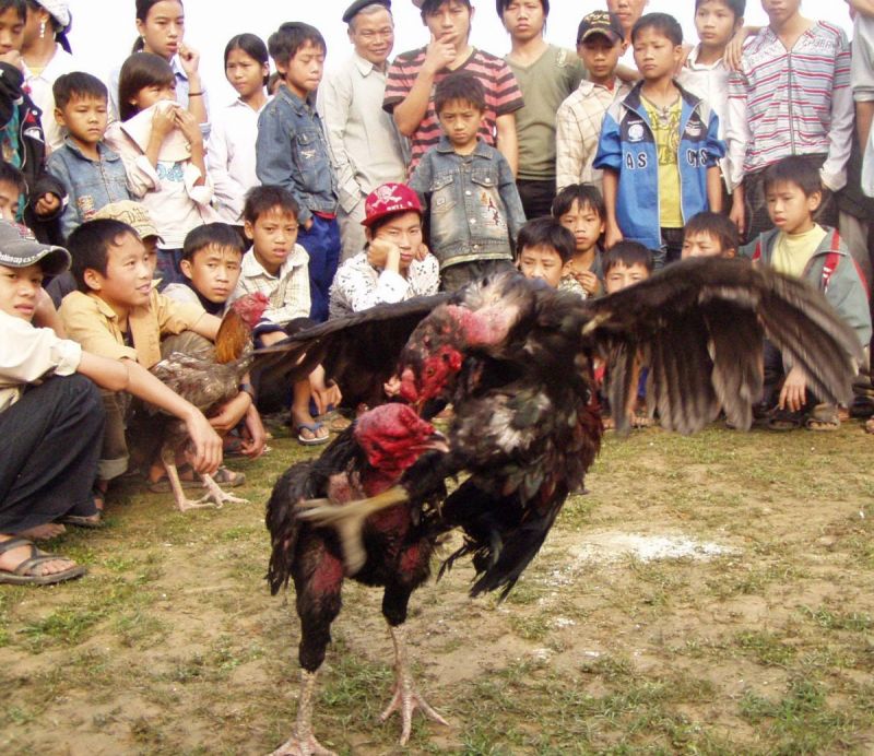Trò chơi dân gian chọi gà