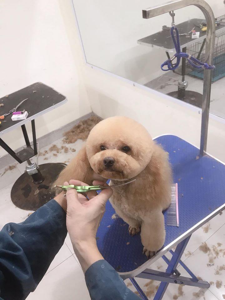 Hieu Spa - Mini Pet Mart & Pet Hotel
