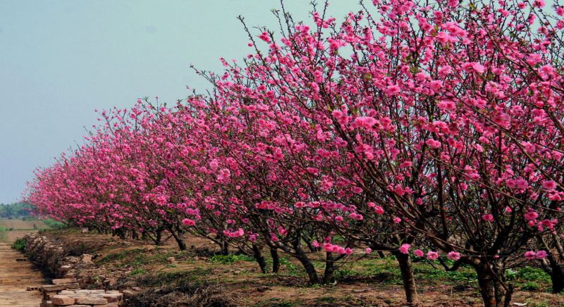 Mùa xuân cộng sản