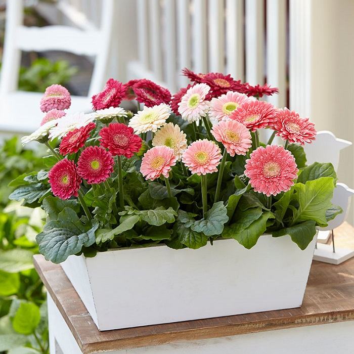 Hoa đồng tiền Tết âm lịch