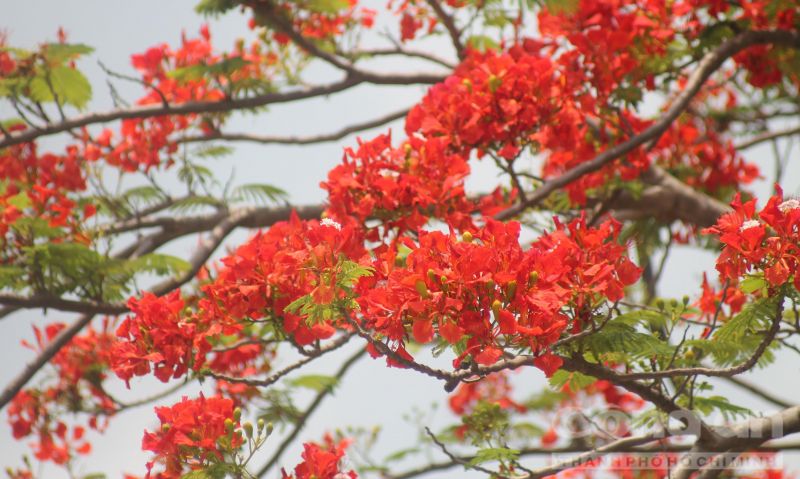 Hoa phượng
