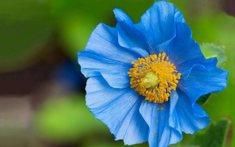 Hoa Poppy xanh - Quốc hoa của Bhutan