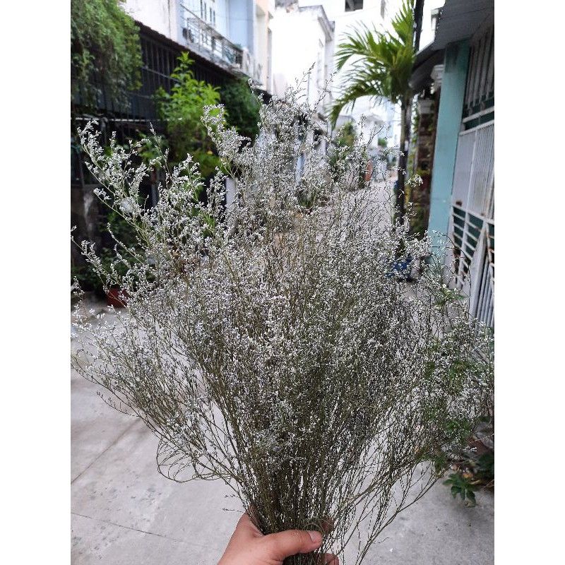 Hoa sao tinh khiết