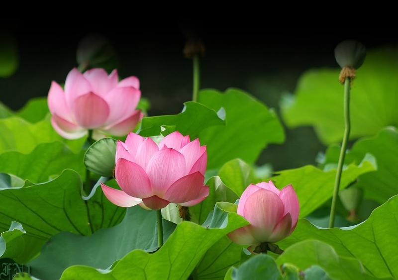 Hoa Sen, quốc hoa của Việt Nam