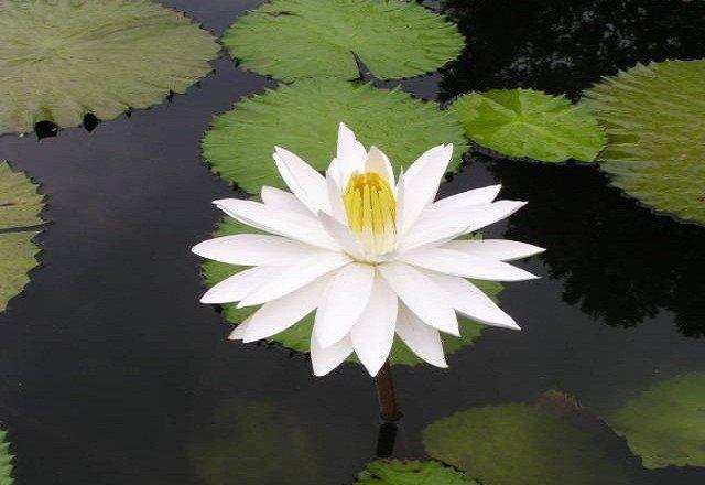 Hoa súng Shapla - Quốc hoa của Bangladesh