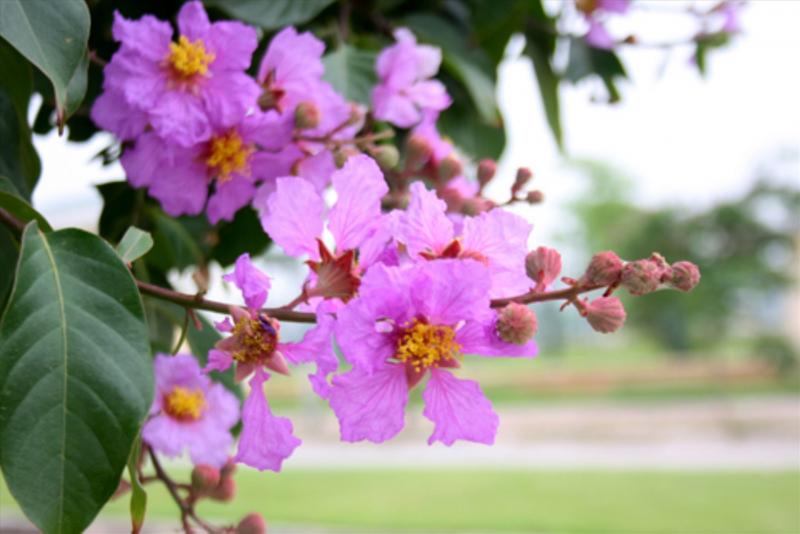 Phải lòng sắc tím bằng lăng…