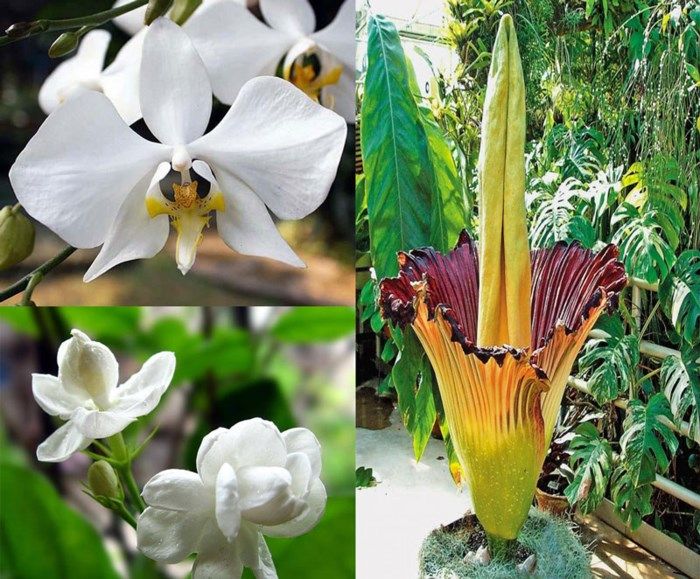 Hoa Hoa lan mặt trăng, hoa nhài và hoa xác thối - Quốc hoa của Indonesia