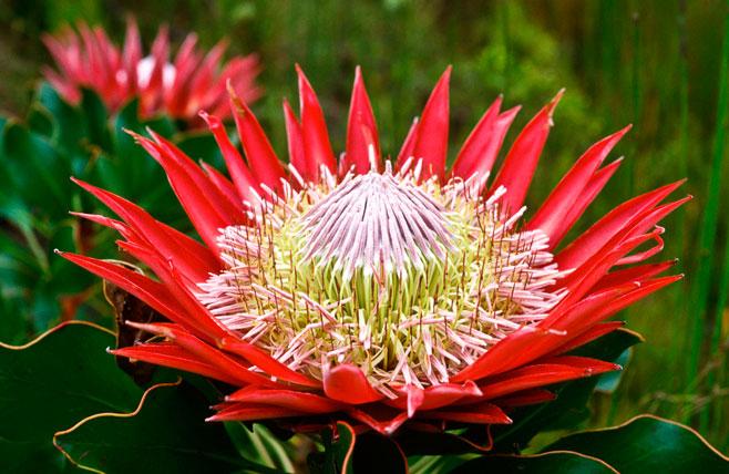 King Protea – Quốc hoa của Nam Phi