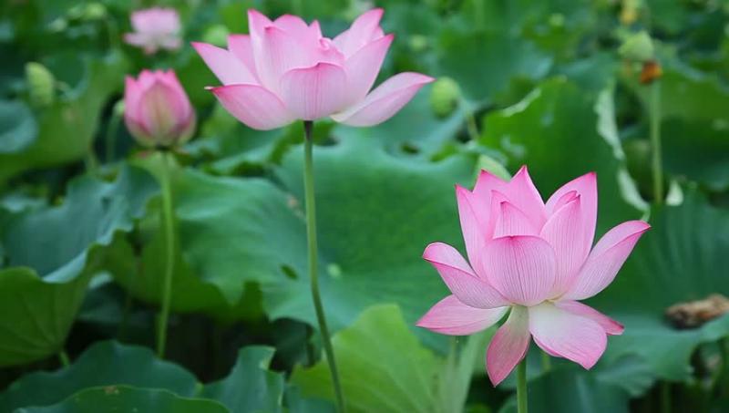 Tháng Bảy gọi về nỗi nhớ