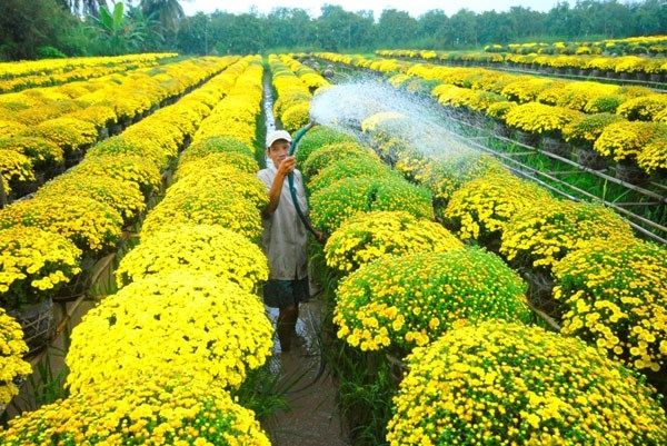 những chậu Cúc mâm xôi khoe sắc chào xuân