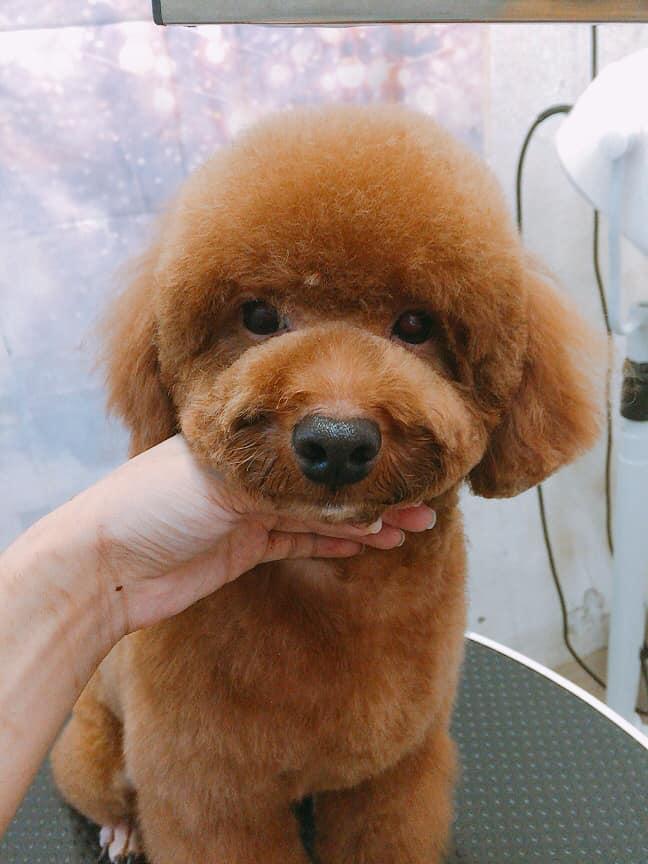 Nấm Spa & Petshop