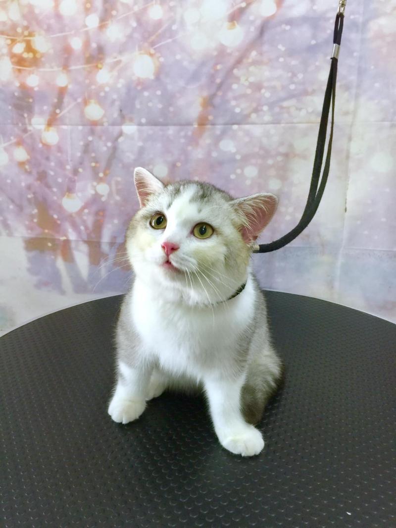 Nấm Spa & Petshop