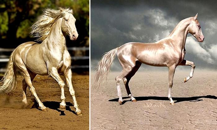 Ngựa Akhal-Teke