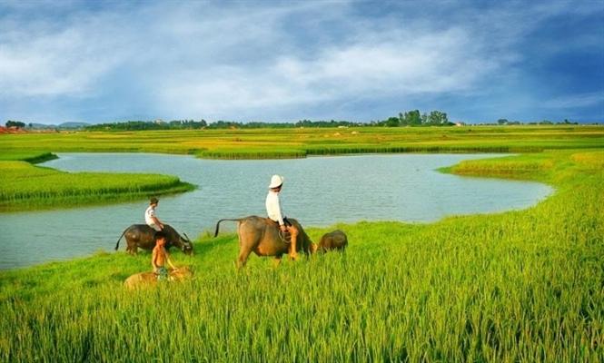 Những cánh đồng lúa đẹp miên man
