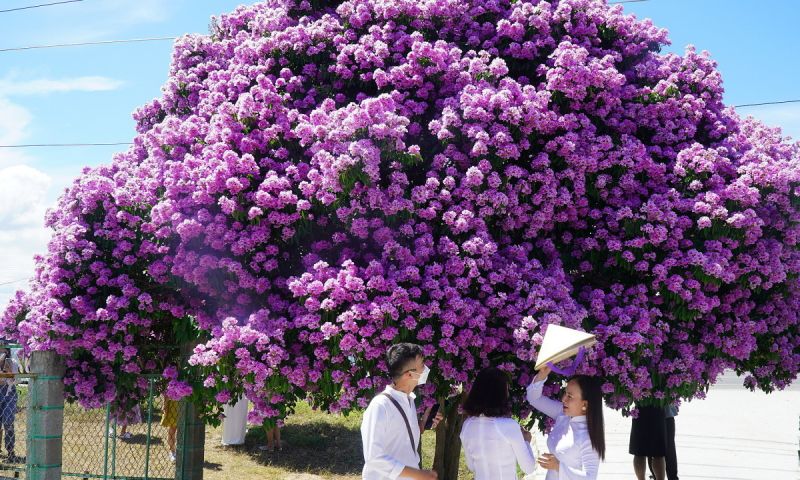 Nhớ hoa bằng lăng tím