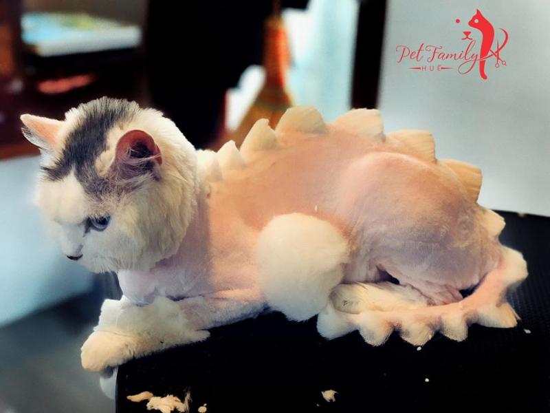 Pet Family Huế