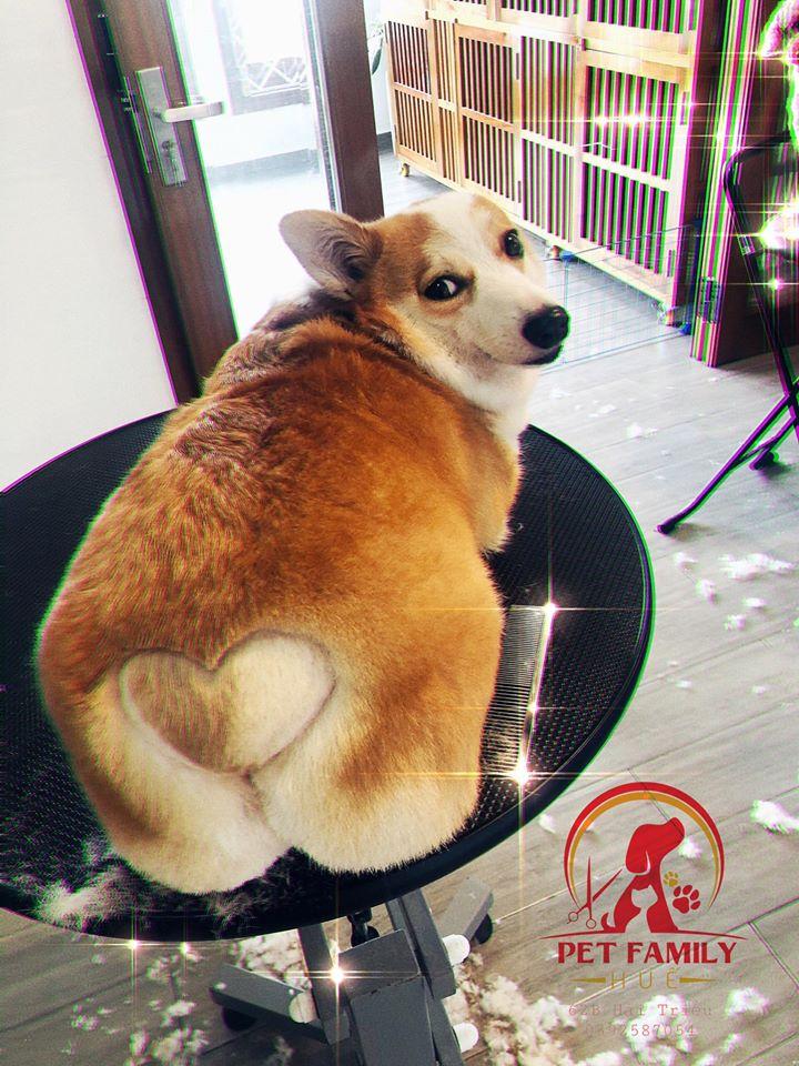 Pet Family Huế