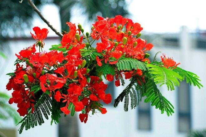 Hình minh hoạ