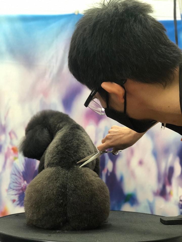 Tôm Pet Grooming