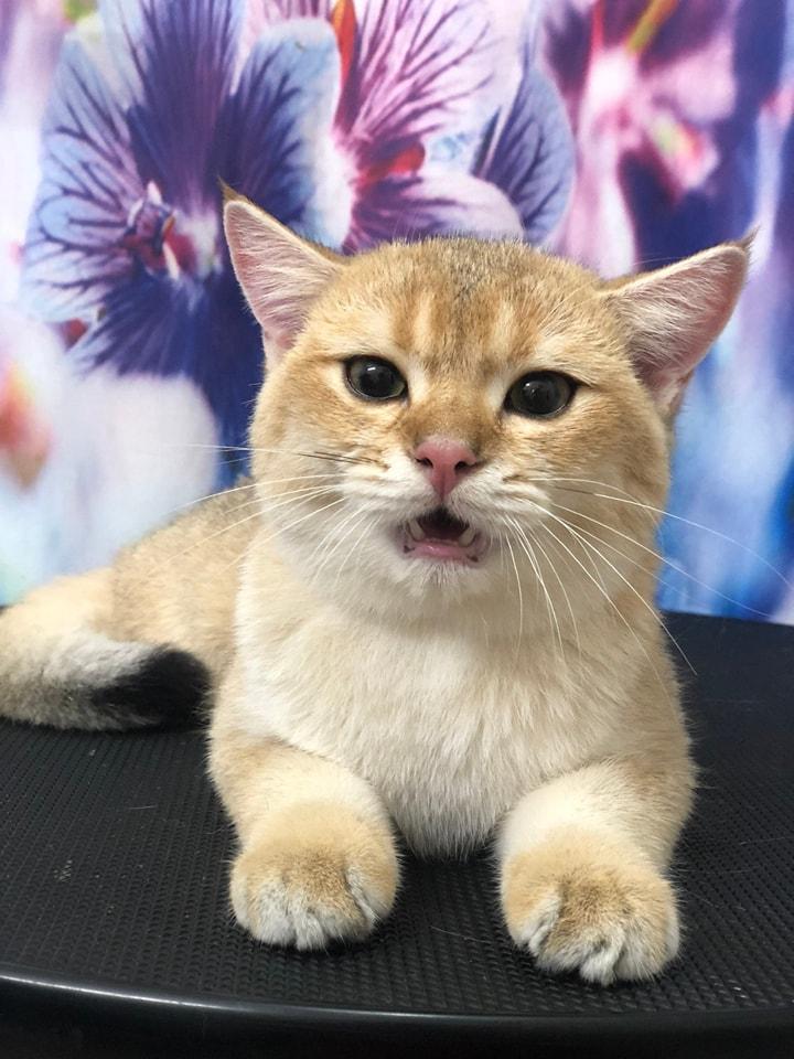 Tôm Pet Grooming