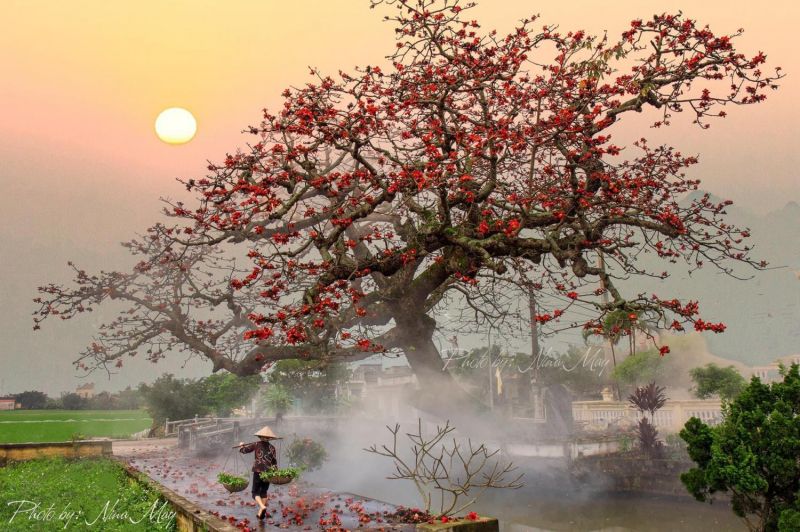Hoa gạo hồn quê