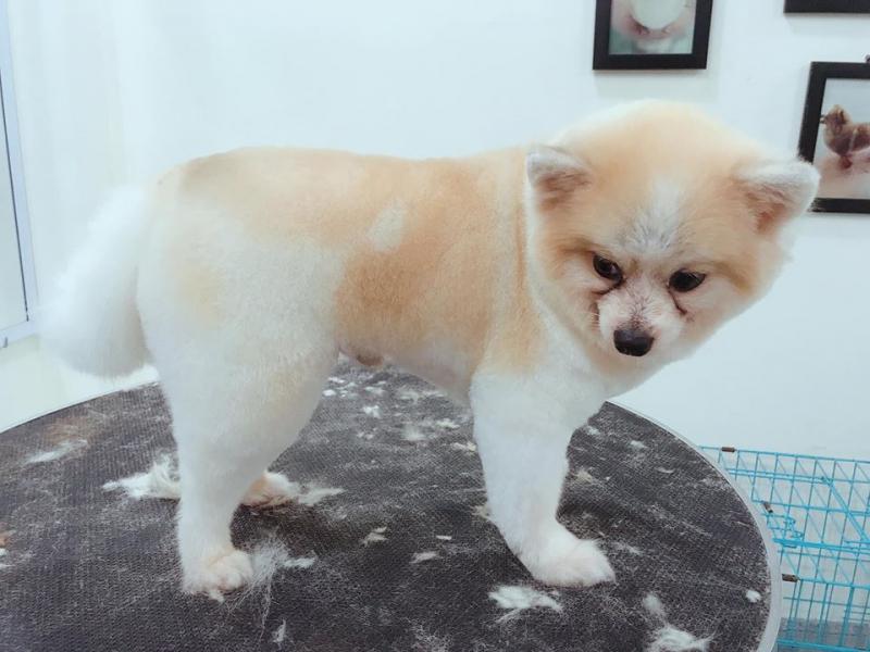 Zoom Pet Spa